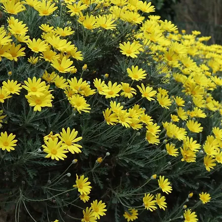 Con Vista 住宿加早餐酒店 Vezzi Portio